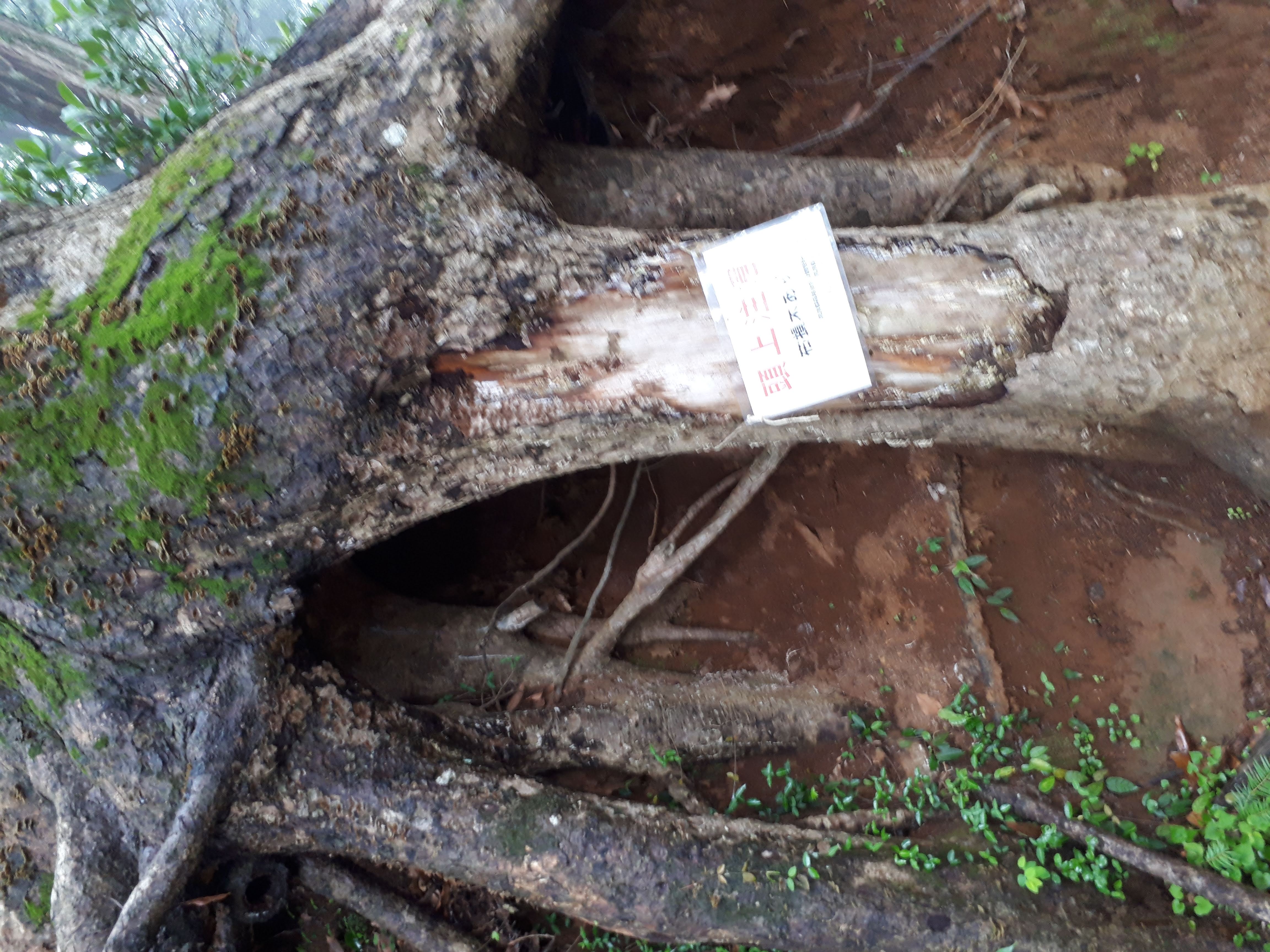 山頂からの展望