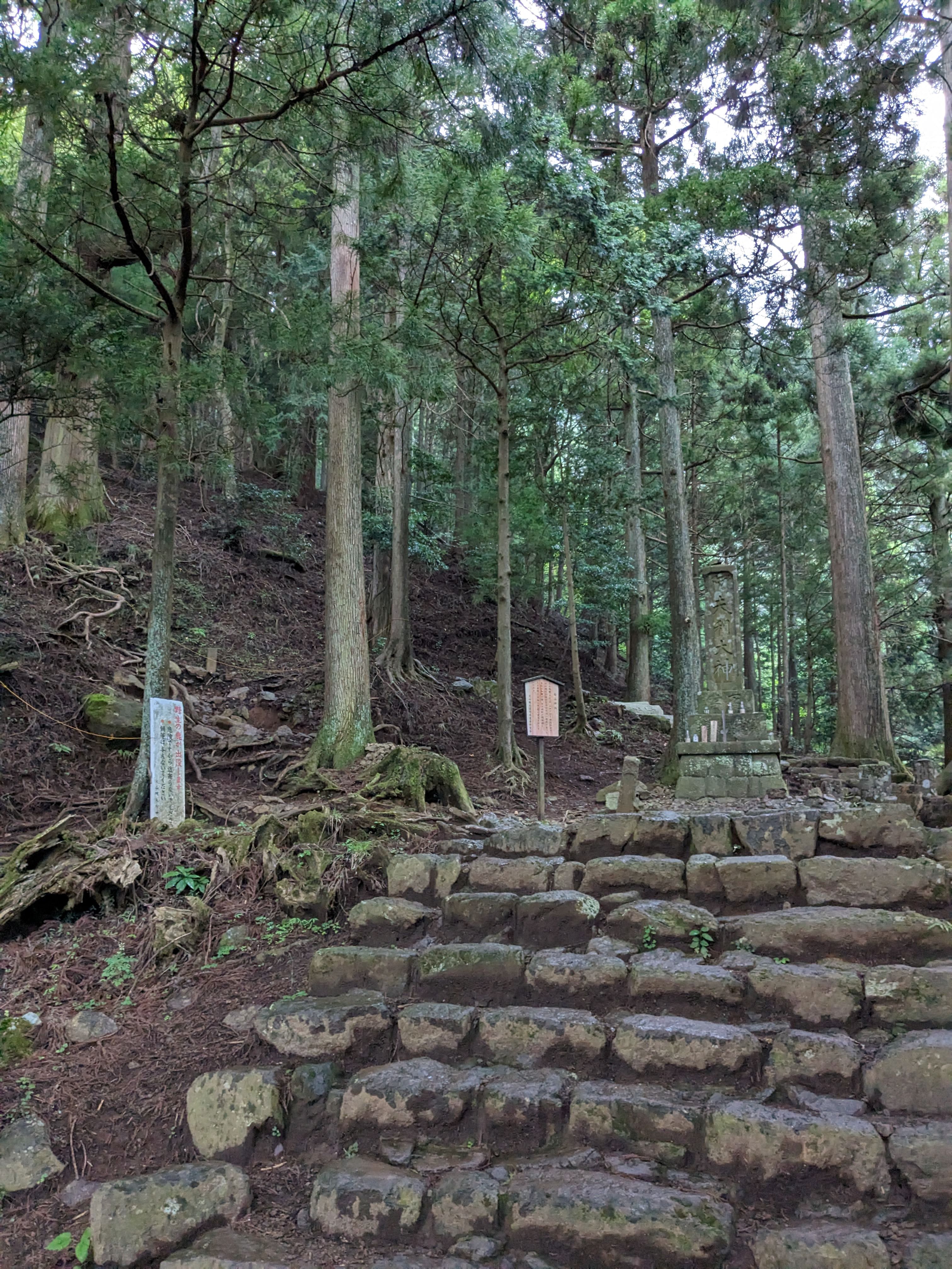 苔むした不整形の石段が杉林の急斜面を登っていく大山山頂への登山道