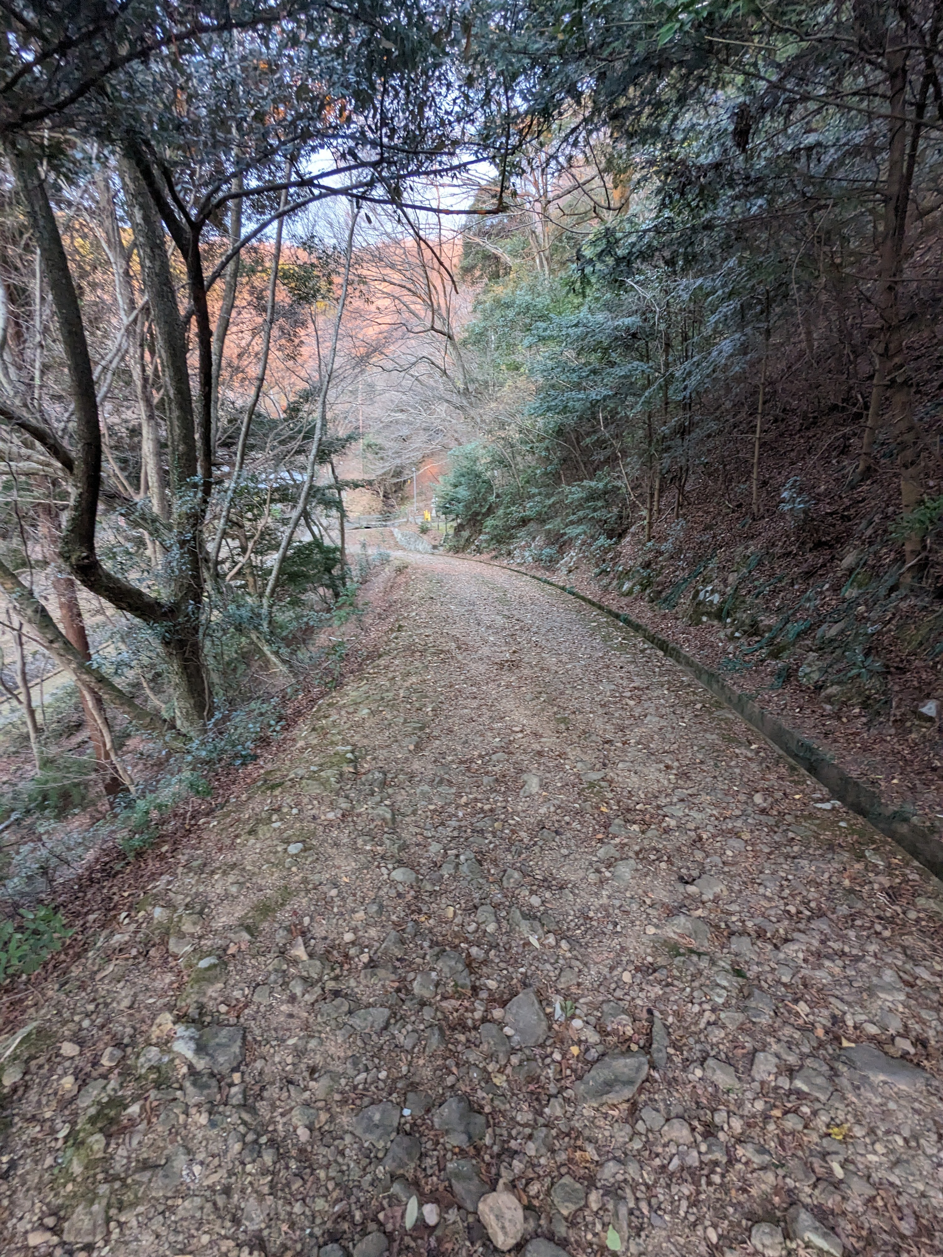 Path through the woods