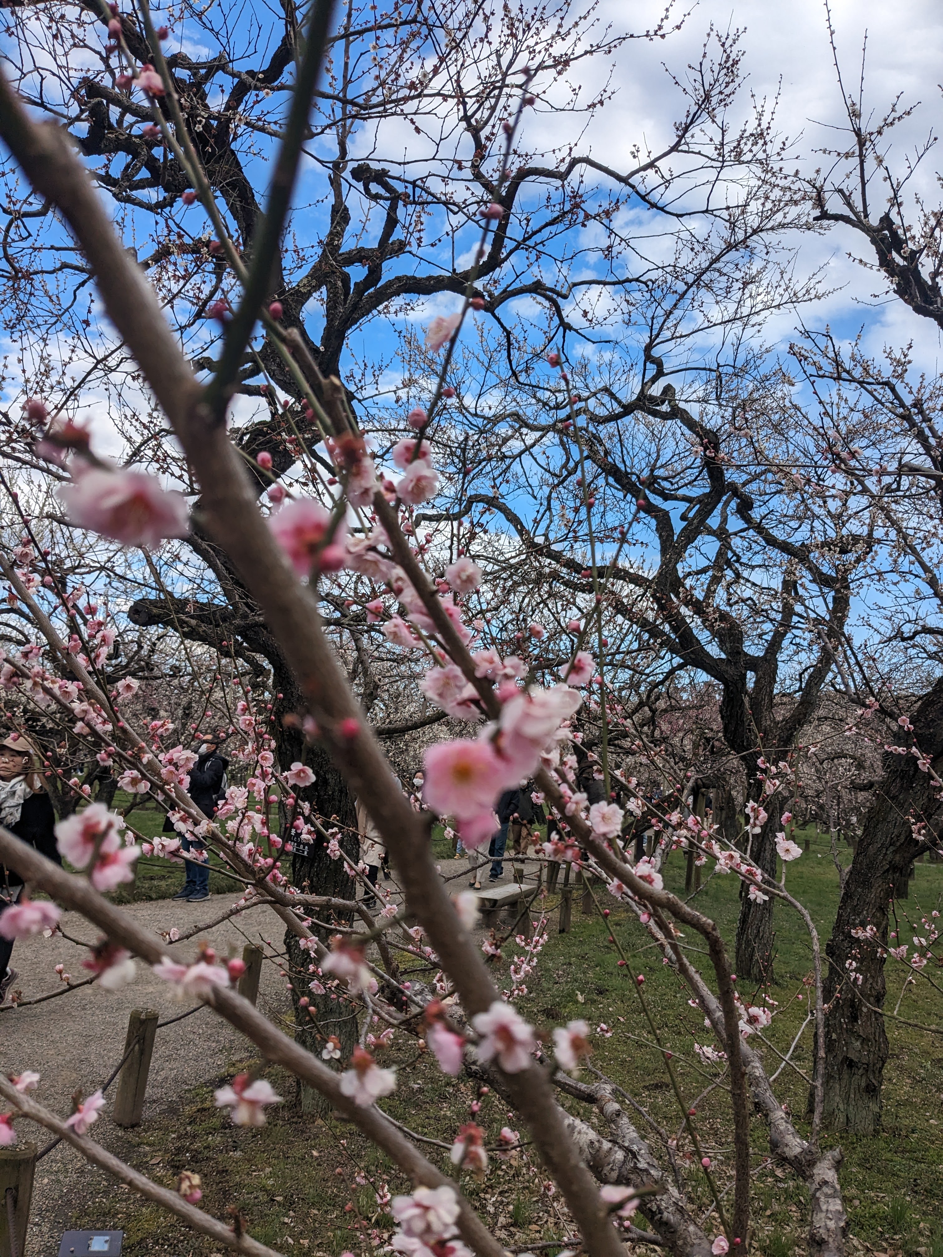 紅梅が鮮やかな一本。緑の芝生とのコントラストが美しい