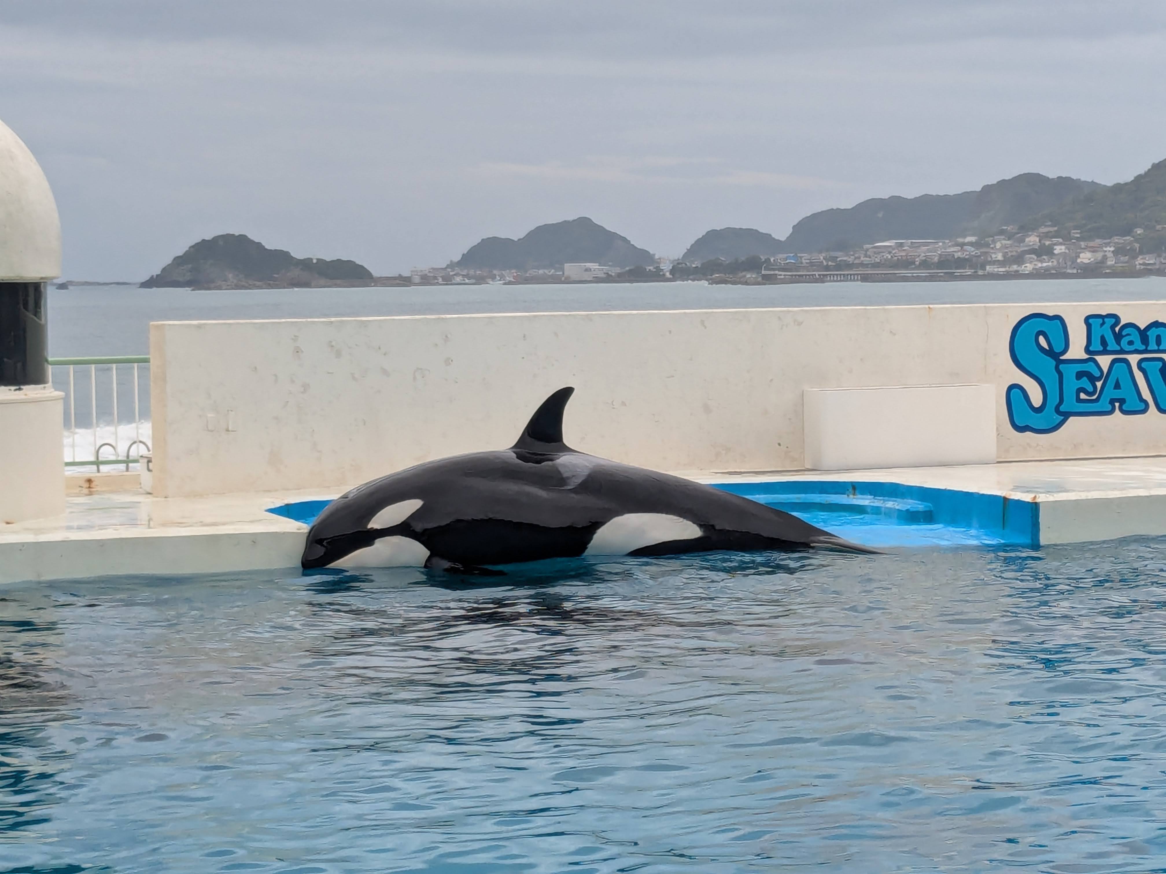 シャチショー（近い！）
