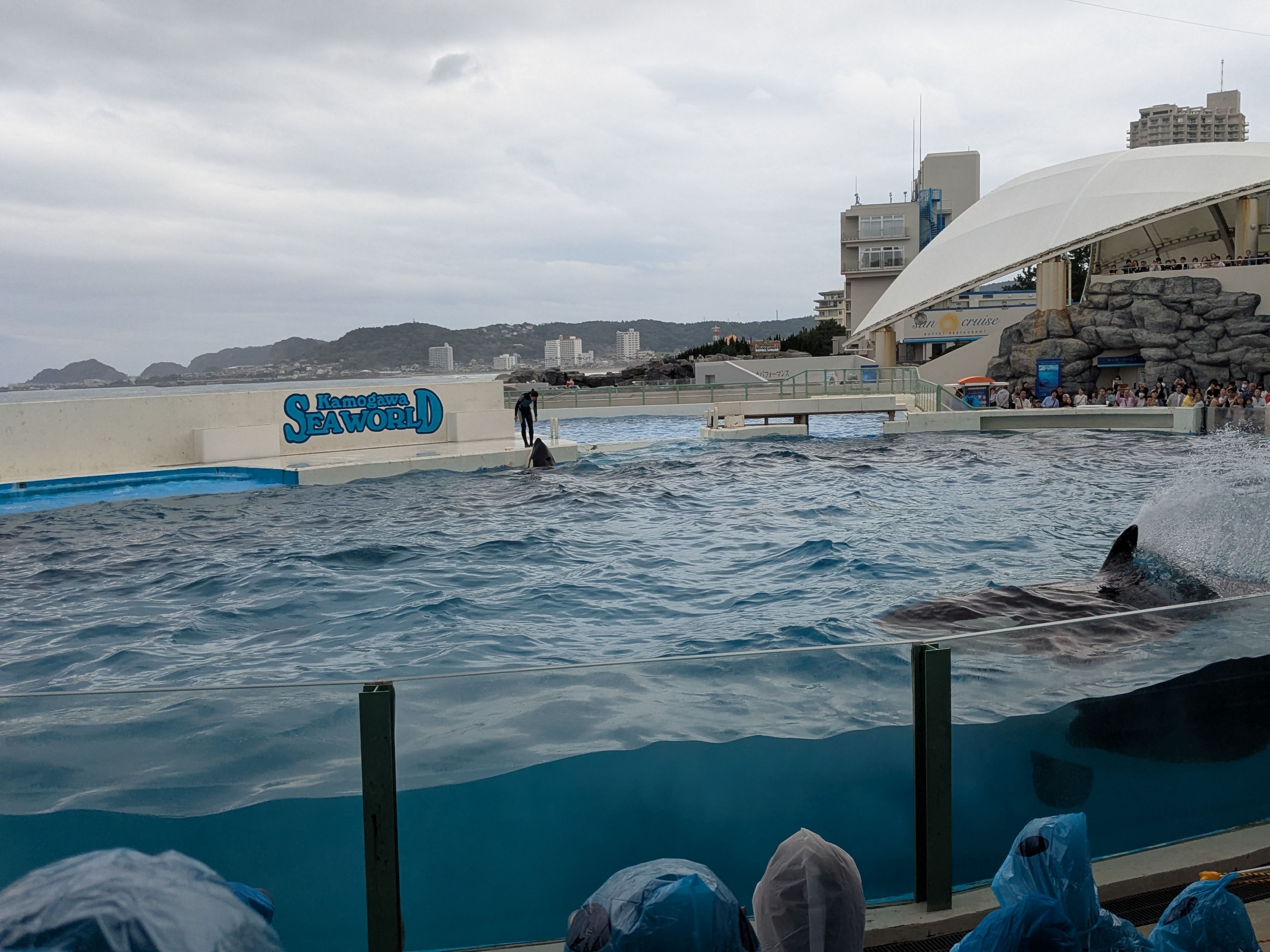 シャチショー（飛び出た！）
