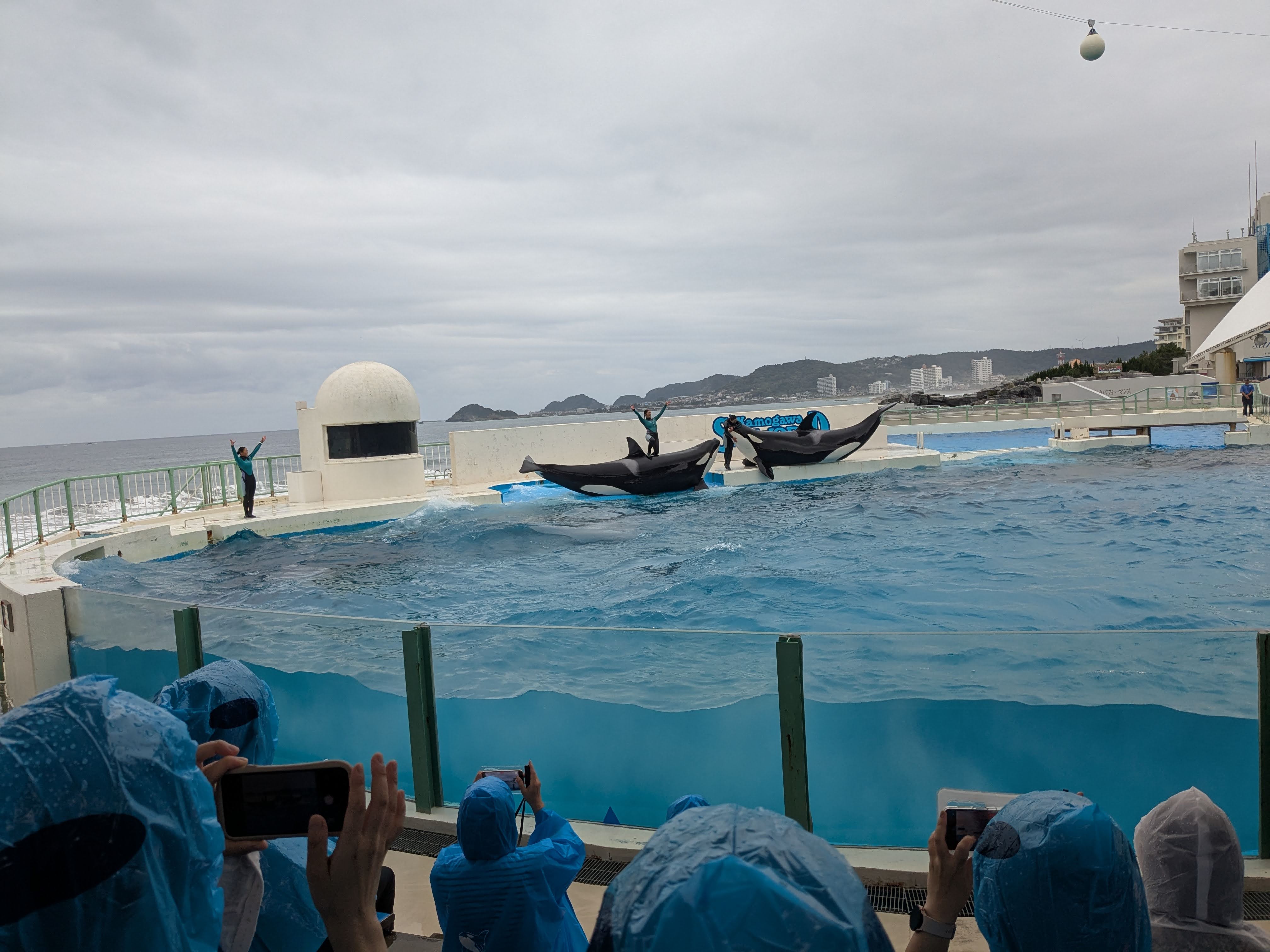 シャチショー（大迫力）