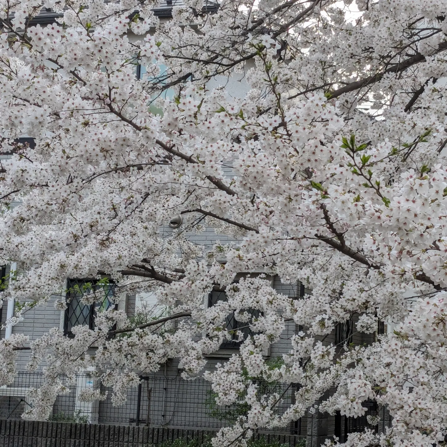 桜