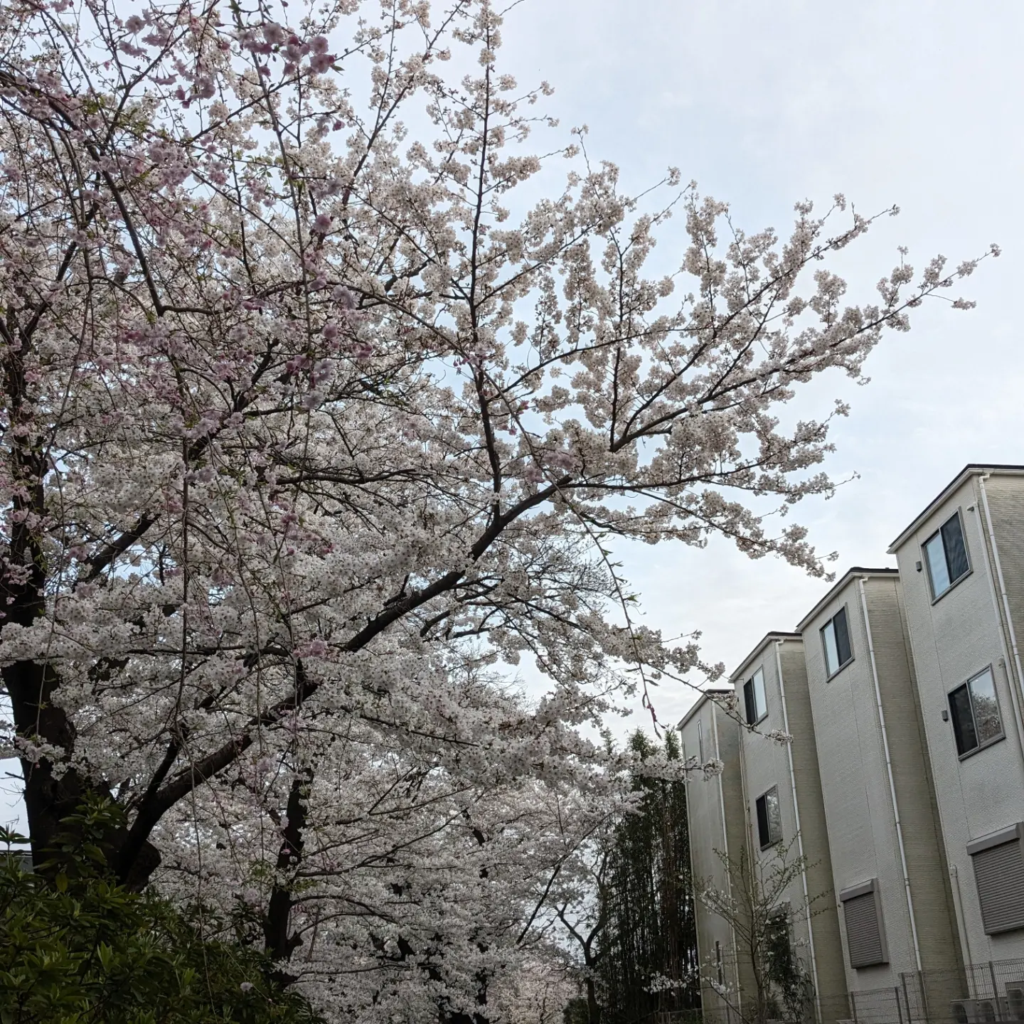 桜
