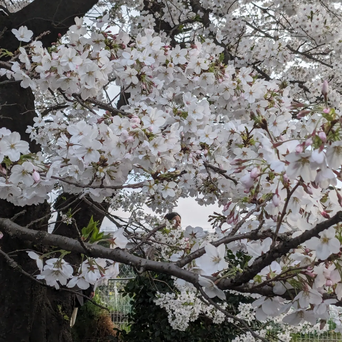 桜