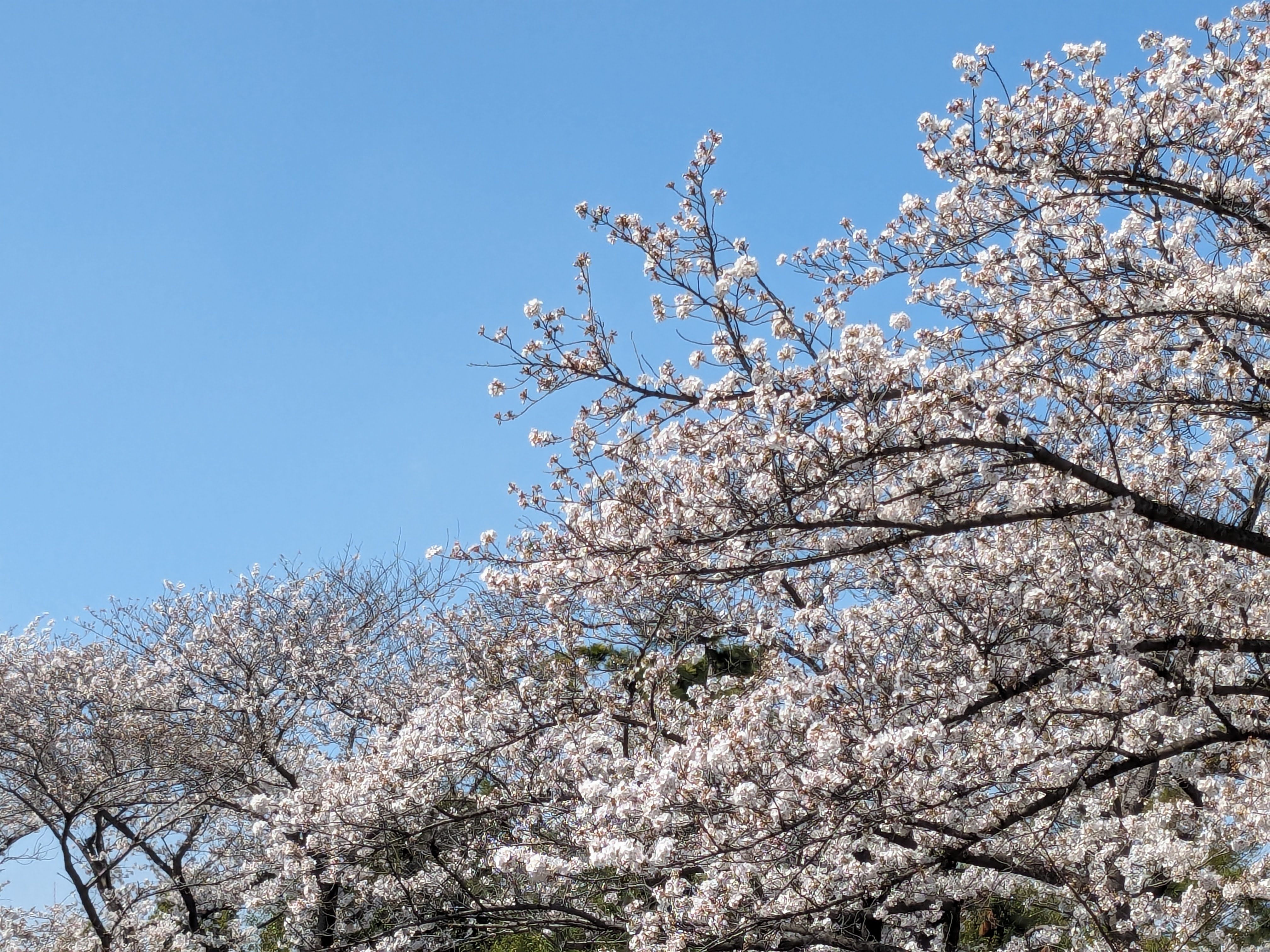 桜